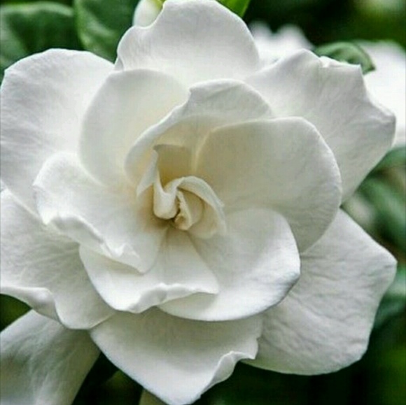 whitegardenias